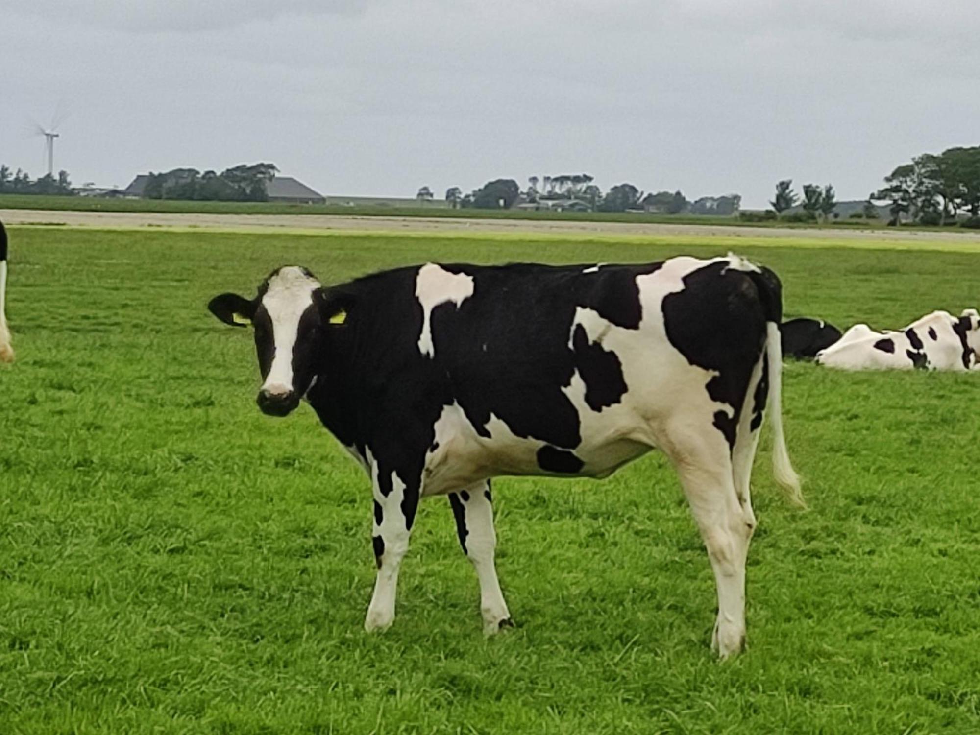 In Het Mooie Friesland Vele Bezienswaardigheden Гантюм Екстер'єр фото
