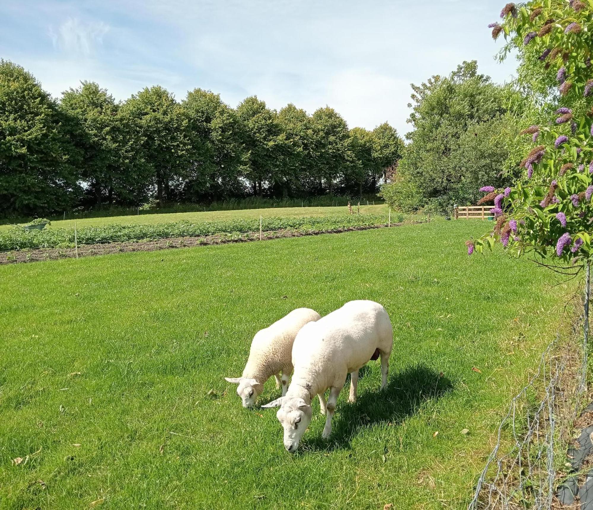 In Het Mooie Friesland Vele Bezienswaardigheden Гантюм Екстер'єр фото